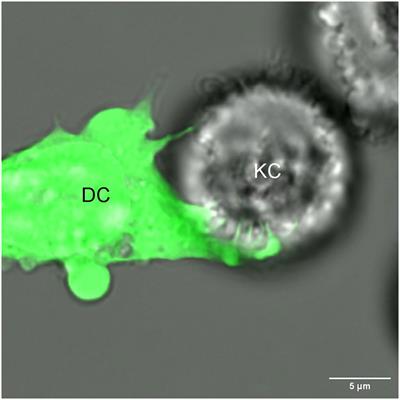 Intracellular monitoring by dendritic cells – a new way to stay informed – from a simple scavenger to an active gatherer